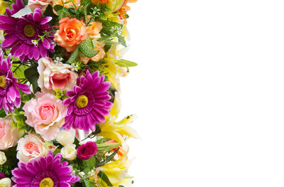 Close-up of pink flowers against white background