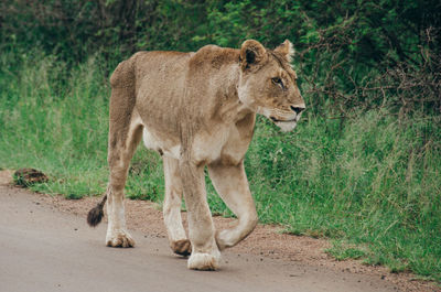 Lion standing outdoors