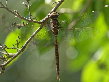 Close-up of insect on plant