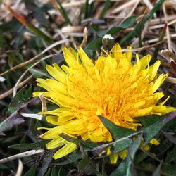 Close-up of yellow flower blooming outdoors