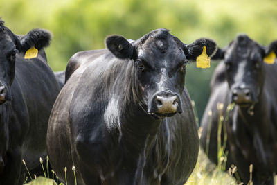 Cows on field