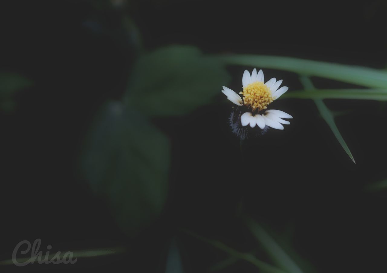 CLOSE-UP OF WHITE DAISY ON PLANT