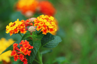 Close-up of orange flowering plant