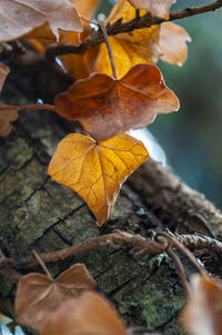 Close-up of autumnal leaves