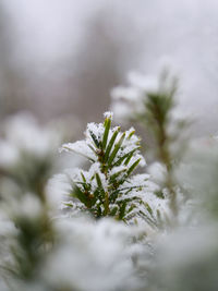 Close-up of pine tree during winter