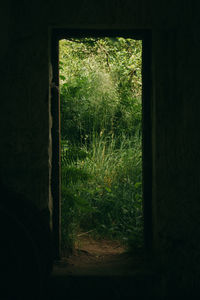 Close-up of window in forest