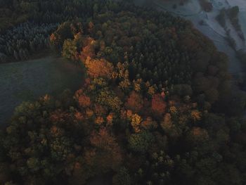 High angle view of trees in forest during autumn