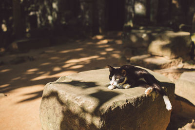 Black cat sitting on rock outdoors