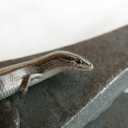 Close-up of lizard