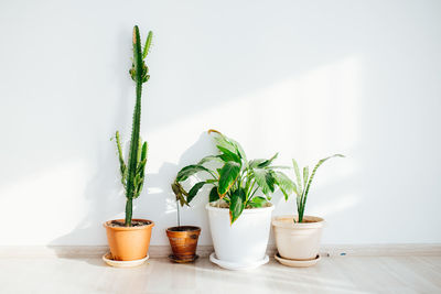 Green houseplants in front of a white wall 