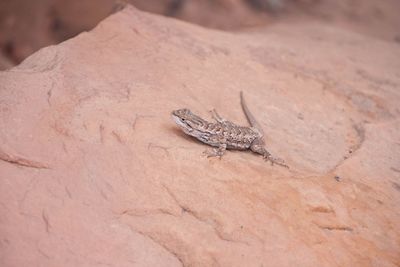 High angle view of lizard on rock
