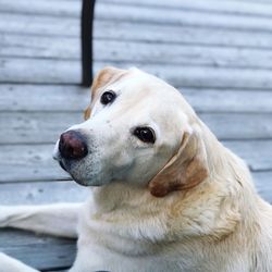 Close-up portrait of dog looking away