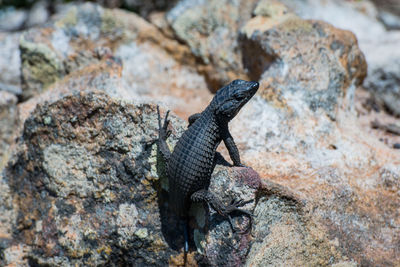 Close-up of lizard on rock