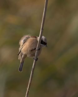 Close-up of bird perching outdoors