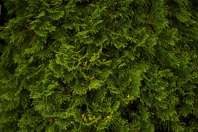 Full frame shot of trees growing in forest