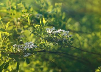 Close-up of white flowering plant