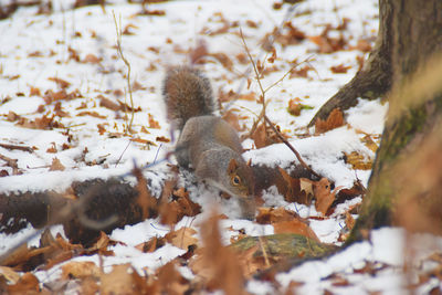 View of squirrel on snow covered field