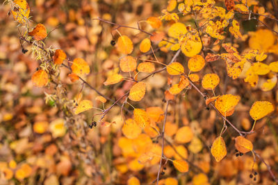 Close-up of yellow flowering plant during autumn