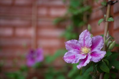 Close-up of flowers blooming outdoors