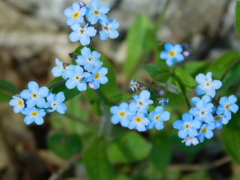 Close-up of white flowering plant