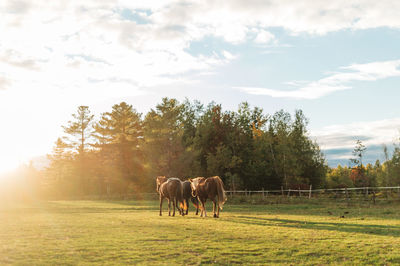 Horses in a field