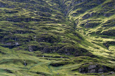 Full frame shot of plants on land