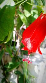 Close-up of red flowers