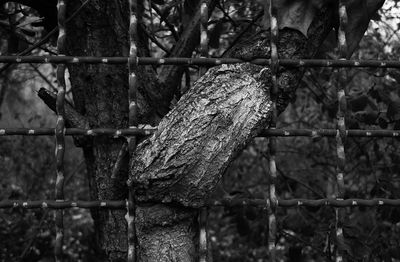 Close-up of fence