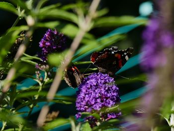 Close-up of butterfly pollinating on purple flowering plant