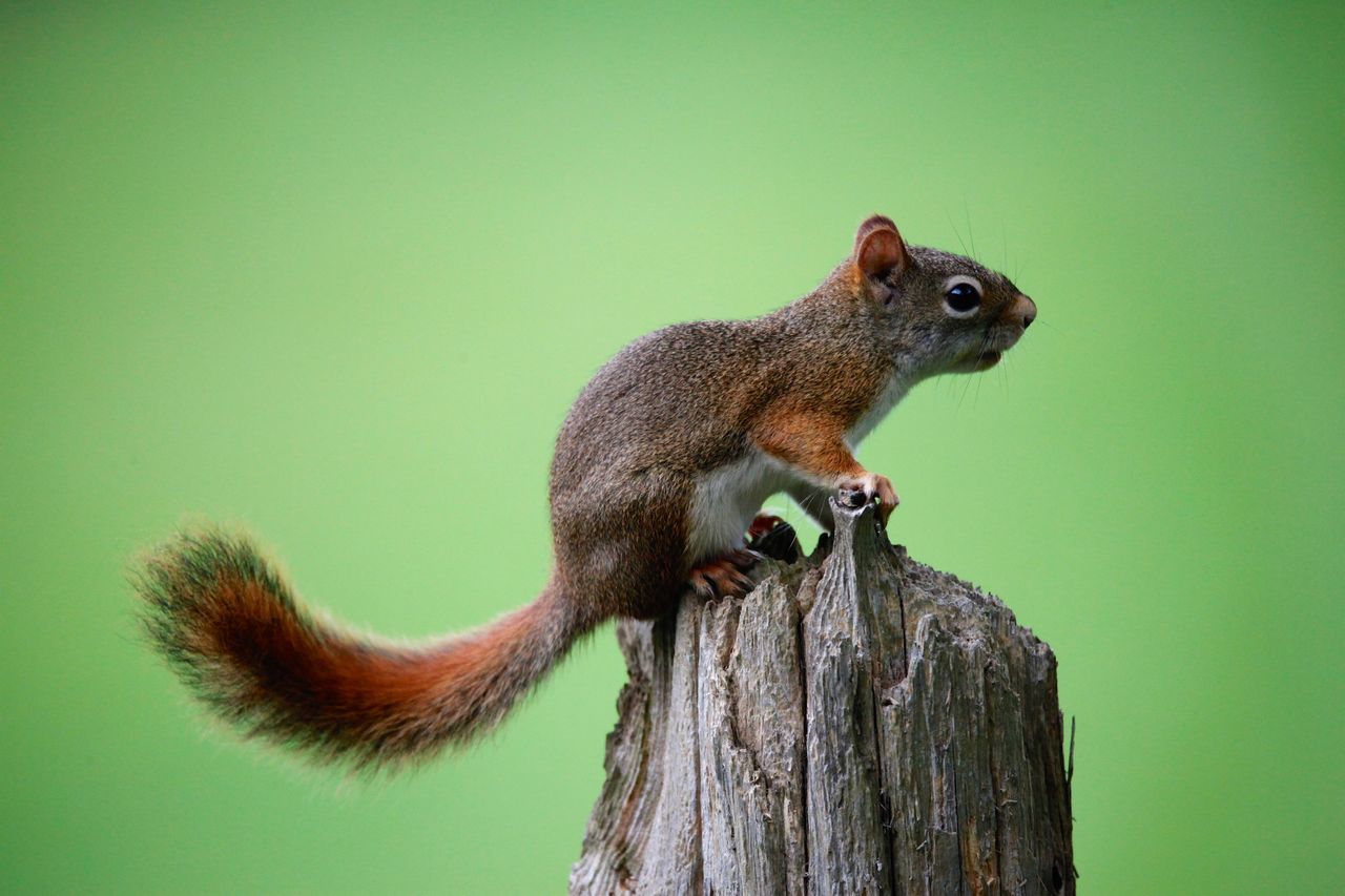 animal wildlife, animal themes, animal, one animal, rodent, animals in the wild, squirrel, mammal, tree, no people, vertebrate, nature, focus on foreground, close-up, wood - material, side view, tail, plant, day, full length, profile view