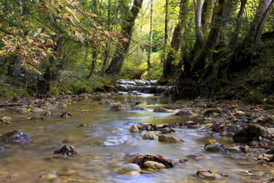 Ducks swimming in forest