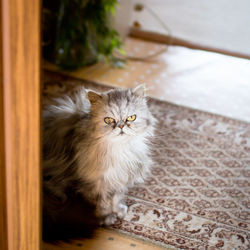 High angle view of cat standing on carpet at home