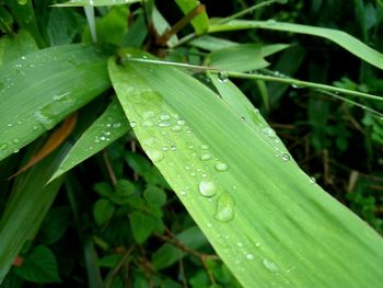 Close-up of wet plant