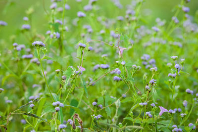 Close-up of flowers blooming in field