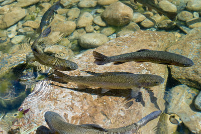 Fish swimming in sea