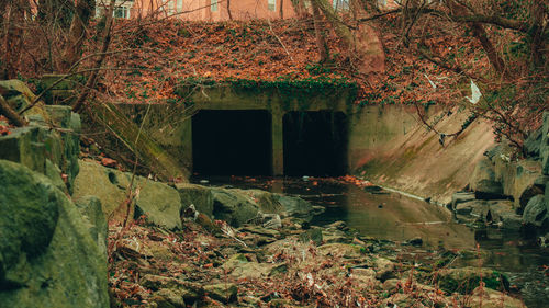 Abandoned building by trees