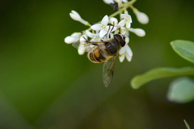 Close-up of bee on flower