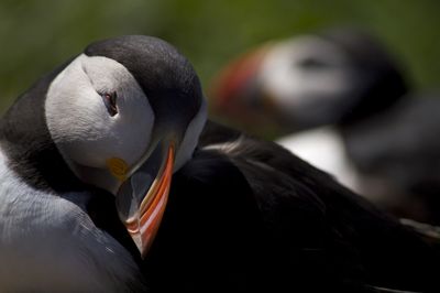 Close-up of duck