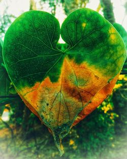 Close-up of autumn leaf