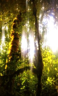 Low angle view of trees in forest