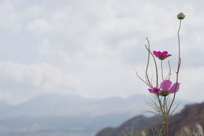 Close-up of flowers blooming against sky