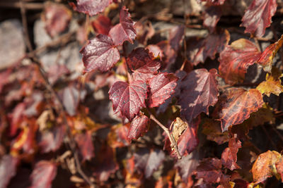 Close-up of autumn leaves