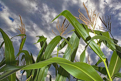 Close-up of plants against cloudy sky