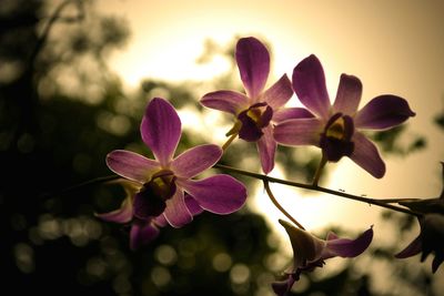 Close-up of flowers growing on tree