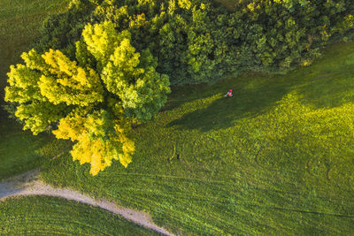 High angle view of tree growing on field