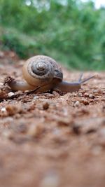 Close-up of snail on land