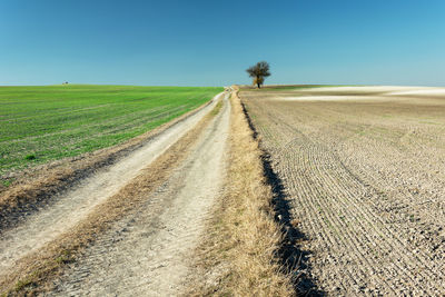 Rural road through the fields and a tree at the horizon, view in sunny day