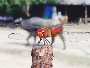 Close-up of dragonfly