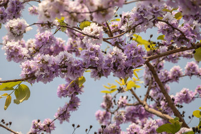 Low angle view of cherry blossoms in spring