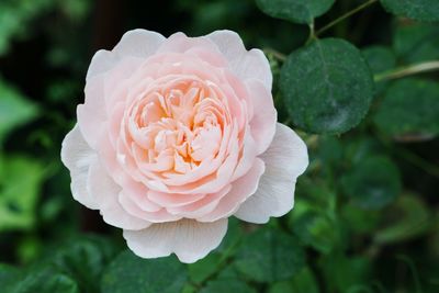 Close-up of peach peony blooming outdoors